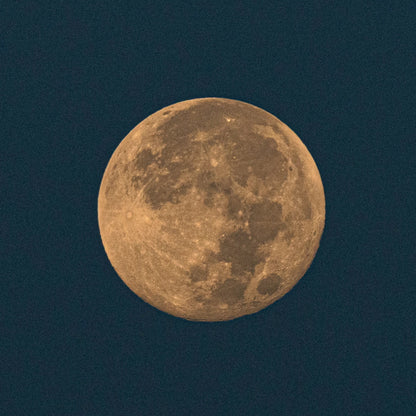 HARVEST MOON